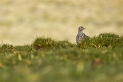 Thinocorus orbignyianus