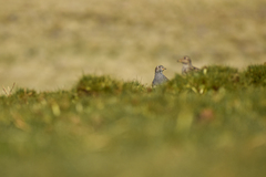 Thinocorus orbignyianus