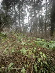 Rubus spectabilis