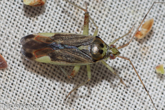 Closterotomus trivialis