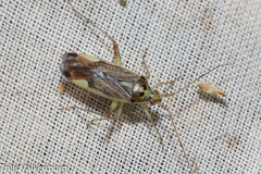 Closterotomus trivialis