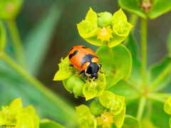 Hippodamia glacialis lecontei