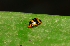 Iphiclus signatus