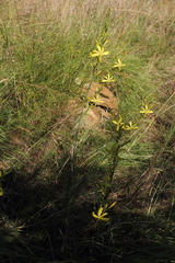 Asphodeline