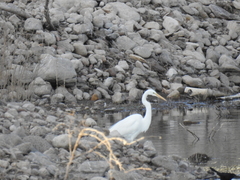 Ardea alba