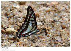 Graphium evemon