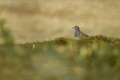 Thinocorus orbignyianus