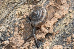 Polygyra
