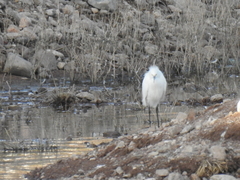 Ardea alba