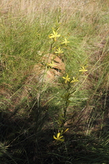 Asphodeline