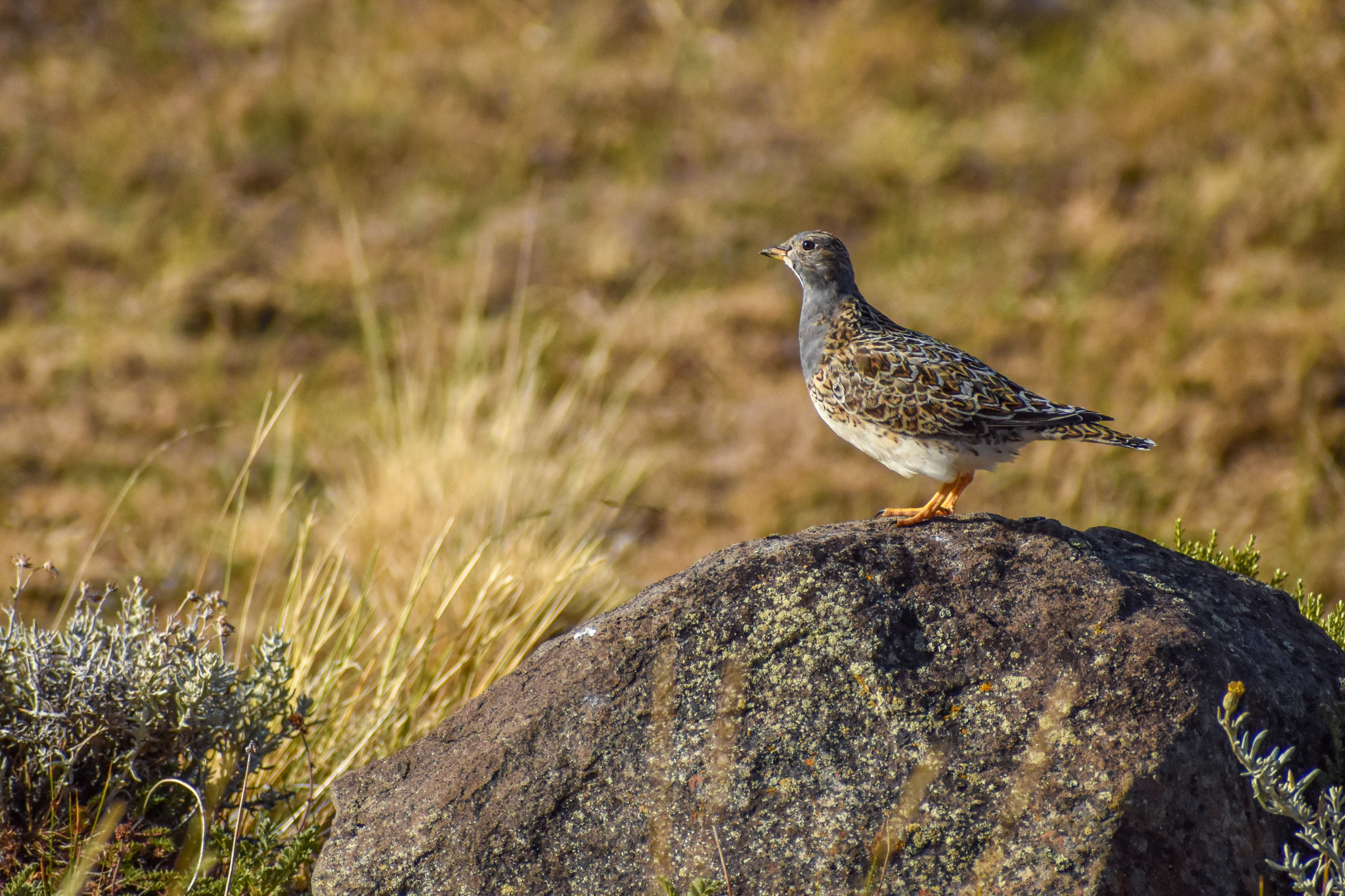 Grey-breasted Seedsnipe (Thinocorus orbignyianus)