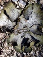 Pleurosticta acetabulum