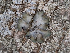 Pleurosticta acetabulum