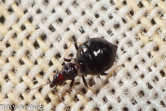 Loricula