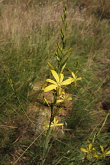 Asphodeline