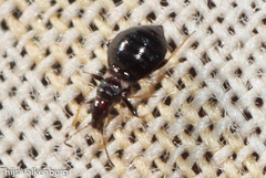 Loricula
