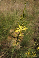 Asphodeline