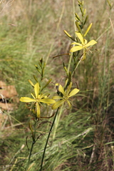 Asphodeline