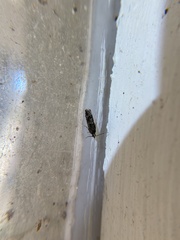 Pseudexentera hodsoni