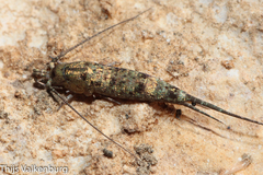 Machilinae