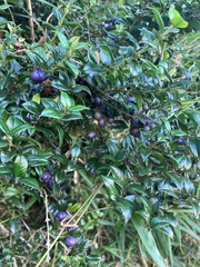 Rhaphithamnus spinosus