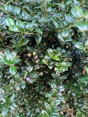 Rhaphithamnus spinosus