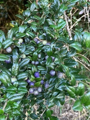 Rhaphithamnus spinosus