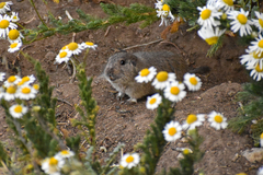 Ctenomys sericeus