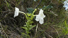 Escobedia grandiflora