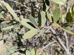 Quercus oblongifolia