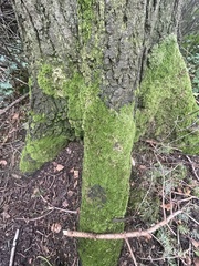 Homalothecium fulgescens