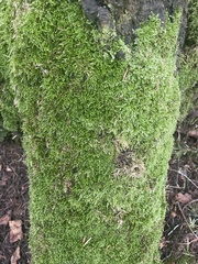 Homalothecium fulgescens