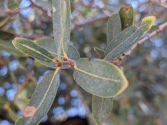 Quercus oblongifolia