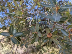 Quercus oblongifolia