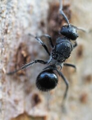 Polyrhachis punctiventris