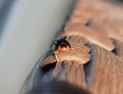 Chilocorus nigritus