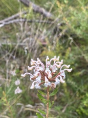 Grevillea