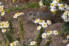 Ctenomys sericeus
