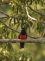 Trogon curucui
