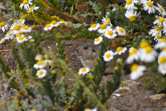 Ctenomys sericeus