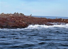 Tachyeres leucocephalus