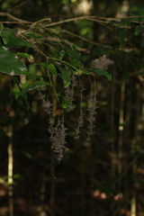Homalium