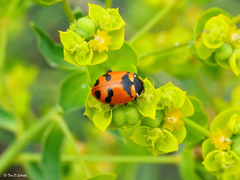Hippodamia glacialis lecontei