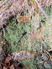 Cladonia humilis