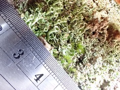 Cladonia humilis