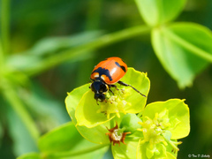 Hippodamia glacialis lecontei