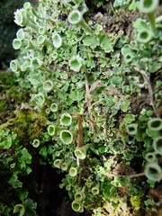 Cladonia humilis