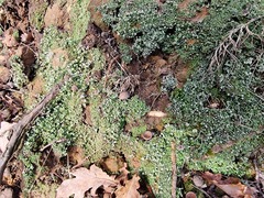 Cladonia humilis