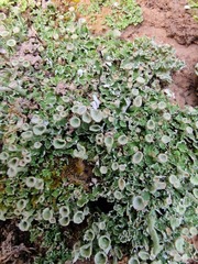 Cladonia humilis