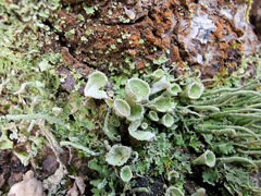 Cladonia humilis